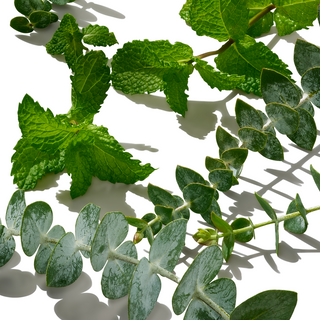 Eucalyptus and mint leaves displayed